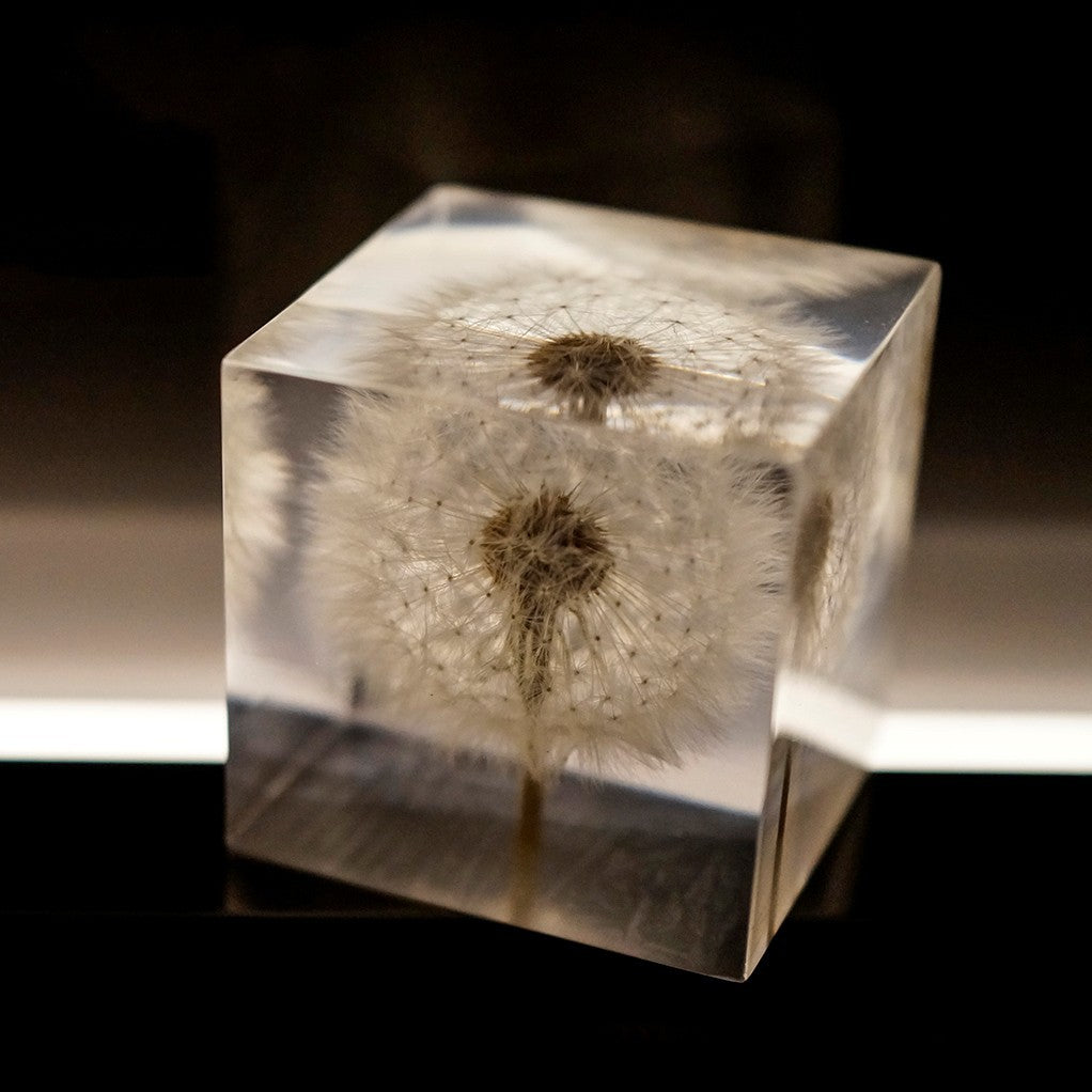 Eternal Dandelion USB Night Light