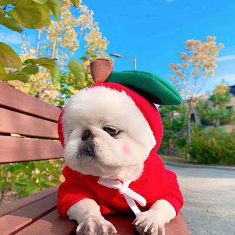 Cozy Cotton Blend Pet Hoodie